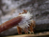 Kuehneromyces vernalis image