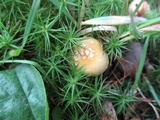 Amanita minutula image
