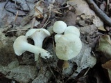 Hygrocybe angustifolia image