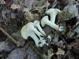 Hygrocybe angustifolia image