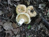 Lactarius psammicola image
