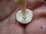 Amanita minutula image