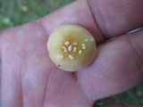 Amanita minutula image