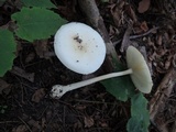 Amanita albocreata image