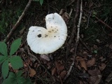 Amanita albocreata image