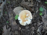 Russula ochroleucoides image