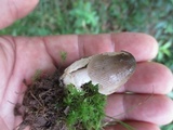 Amanita sect. Vaginatae image