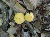 Hygrocybe psittacina var. perplexa image