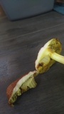 Aureoboletus auriporus image