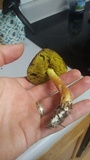 Aureoboletus auriporus image