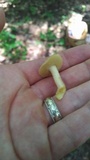 Suillus subaureus image
