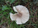 Amanita sect. Vaginatae image