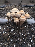 Panaeolus cinctulus image