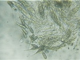 Rebentischia massalongii image