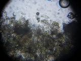 Rebentischia massalongii image