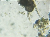Rebentischia massalongii image