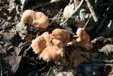 Cantharellus velutinus image