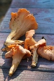 Cantharellus velutinus image