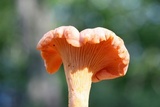 Cantharellus velutinus image