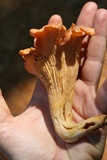 Cantharellus velutinus image