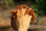 Cantharellus velutinus image