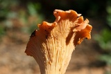 Cantharellus velutinus image