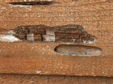 Tyromyces amarus image