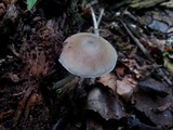 Pluteus americanus image