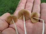 Conocybe apala image