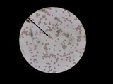 Conocybe apala image