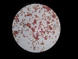Conocybe apala image