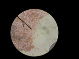 Conocybe apala image