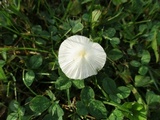 Conocybe apala image