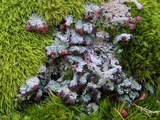 Cladonia parasitica image