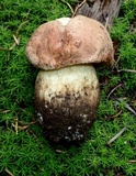 Boletus rex-veris image