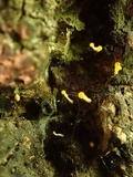 Bisporella resinicola image
