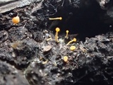 Bisporella resinicola image