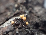 Bisporella resinicola image