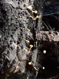 Bisporella resinicola image