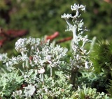 Cladonia subcervicornis image