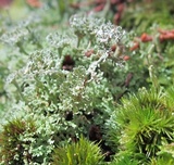 Cladonia subcervicornis image