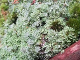 Cladonia subcervicornis image