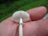 Amanita solaniolens image