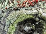Cyphelium tigillare image
