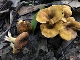 Cantharellus lewisii image