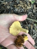 Cantharellus lewisii image