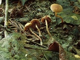 Image of Pholiotina intermedia
