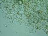 Pholiotina intermedia image