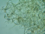 Pholiotina intermedia image
