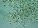 Pholiotina intermedia image